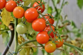 tomato