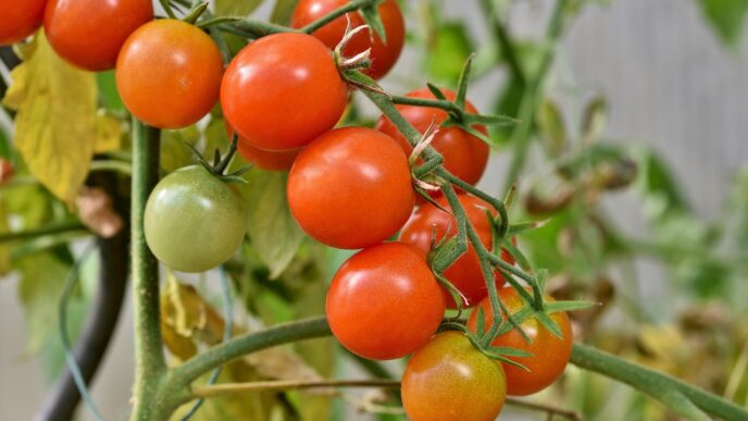 tomato