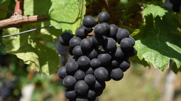 waldiwkl grape 1688600 1920
