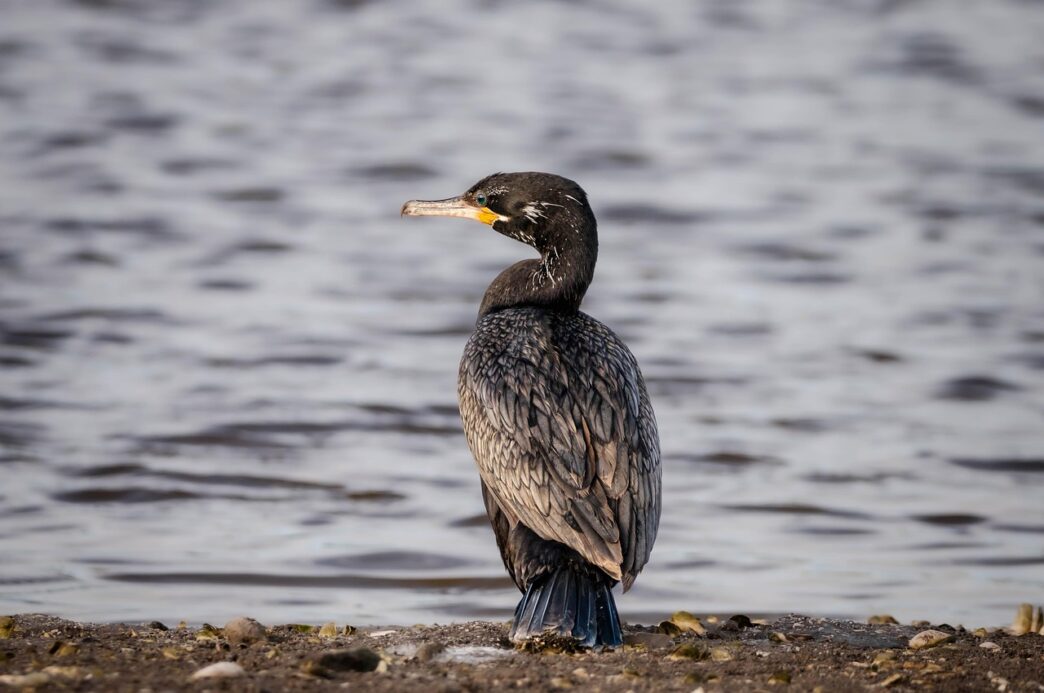 cormorants