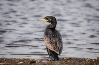 cormorants