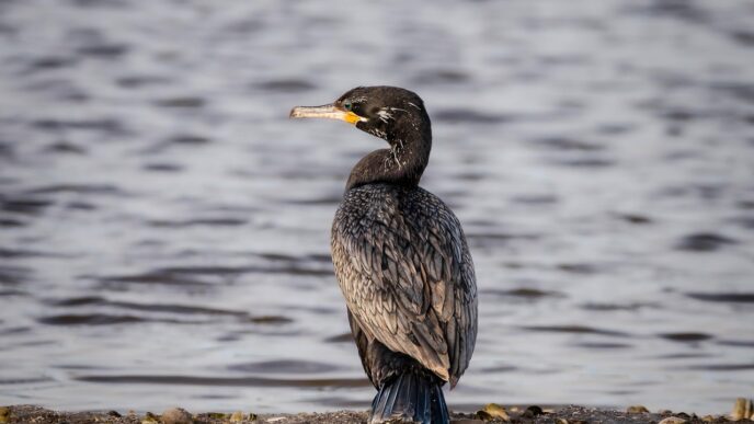cormorants