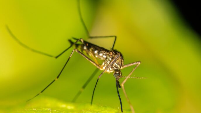 mosquito