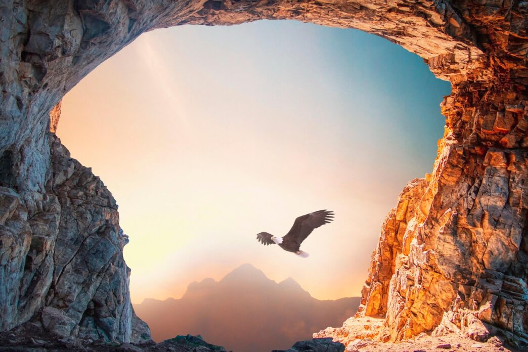 mountain eagle