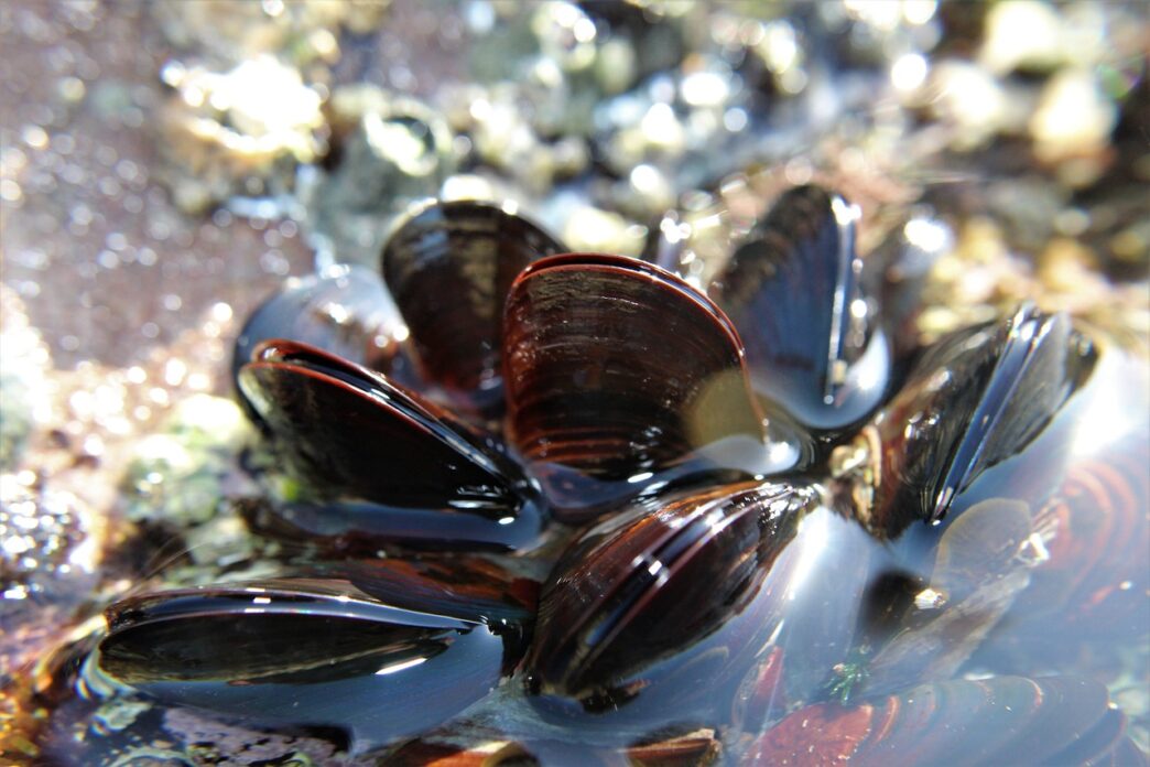 mussel