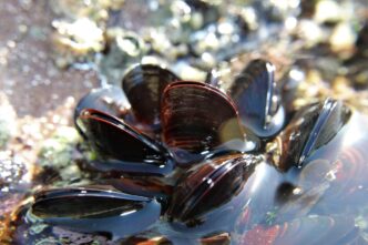 mussel