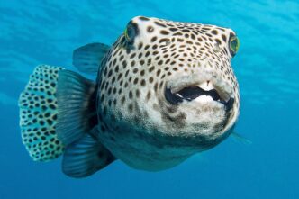 puffer fish