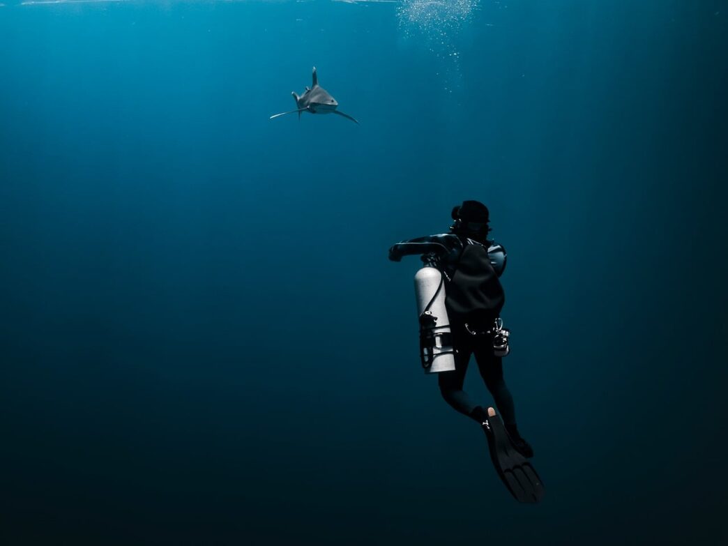 shark