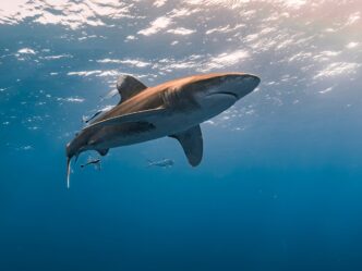 shark