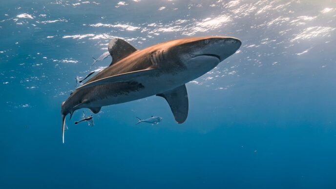 shark