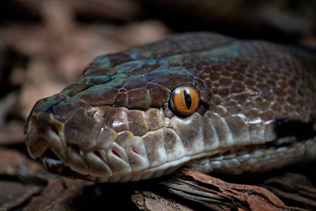 snake bite