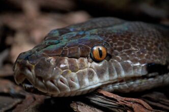 snake bite
