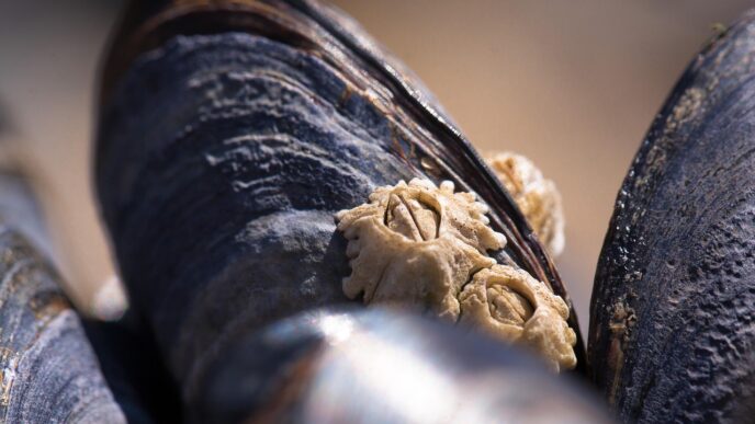 blue mussel