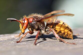 hornet oriental