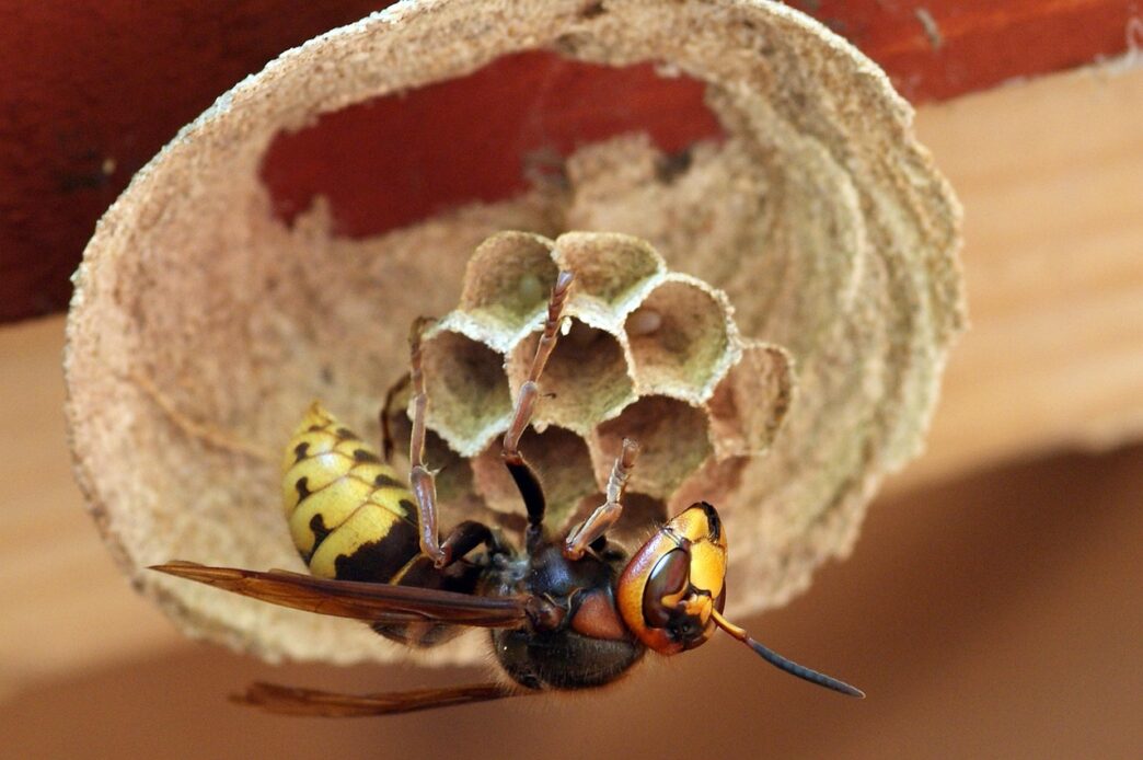 hornet oriental