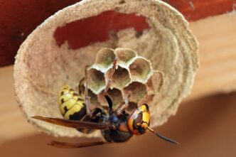 hornet oriental