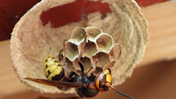 hornet oriental