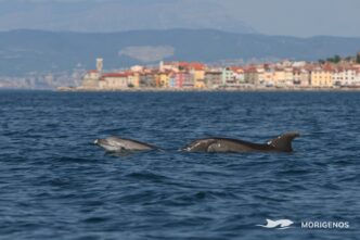 delfini piran morigenos fb