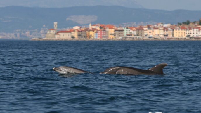 delfini piran morigenos fb